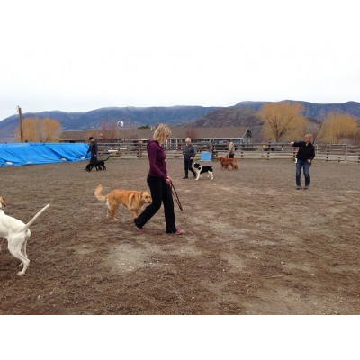 Dog Training in the Ring at Someday Retrievers